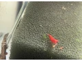 krevetky-neocaridina-bloody-marry-oe-small-2