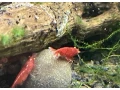 krevetky-neocaridina-bloody-marry-oe-small-1