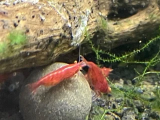 krevetky-neocaridina-bloody-marry-oe