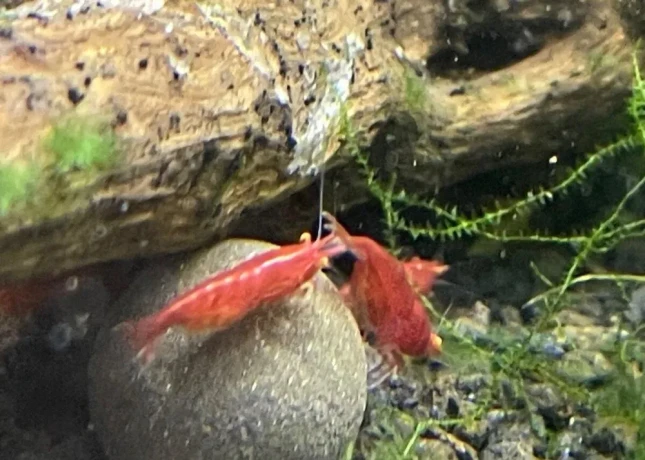 krevetky-neocaridina-bloody-marry-oe-big-0
