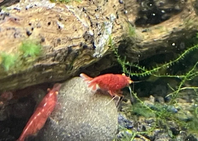 krevetky-neocaridina-bloody-marry-oe-big-1