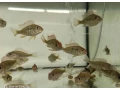 geophagus-red-head-tapajos-small-0