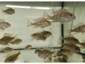 geophagus-red-head-tapajos-small-1