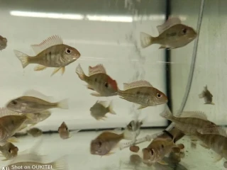 geophagus-red-head-tapajos