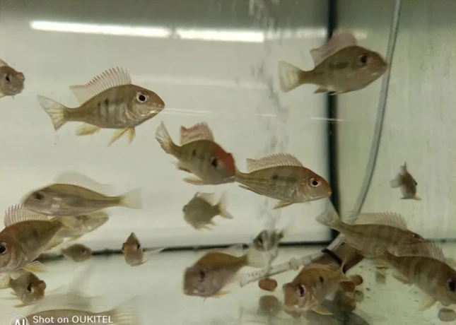 geophagus-red-head-tapajos-big-0