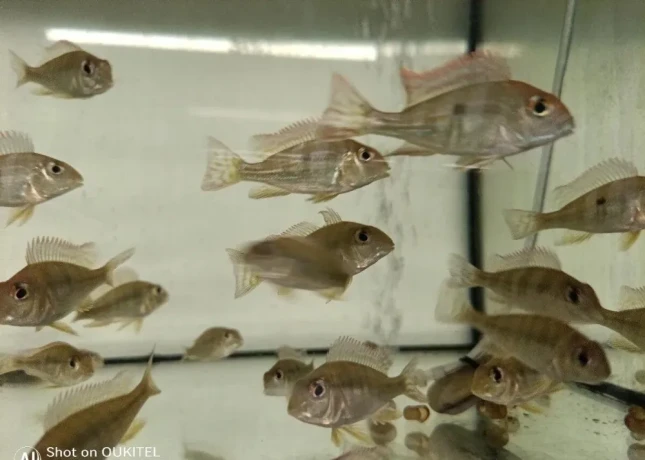 geophagus-red-head-tapajos-big-1
