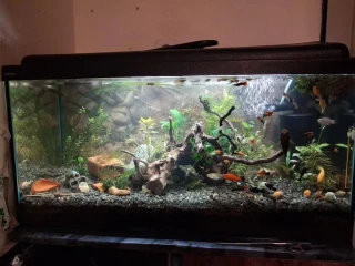 akvarium-100l