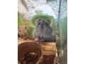 predam-dzungarkseho-skrecka-a-roborovskeho-skrecka-small-0