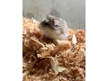 predam-dzungarkseho-skrecka-a-roborovskeho-skrecka-small-1
