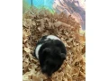 predam-syrske-skrecky-small-2