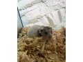 predam-syrske-skrecky-small-0