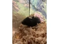 predam-syrske-skrecky-small-1