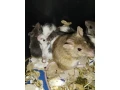 mastomysi-small-4