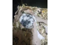 mastomysi-small-0