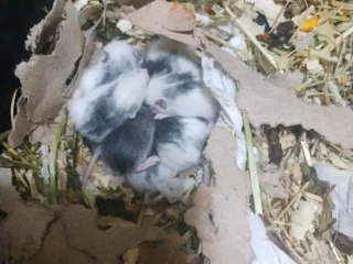 mastomysi