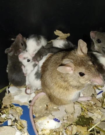 mastomysi-big-4