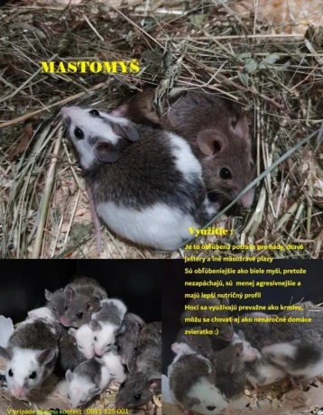 mastomysi-big-2