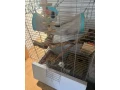 osmak-degu-small-0