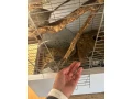 osmak-degu-small-1