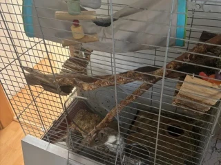 osmak-degu