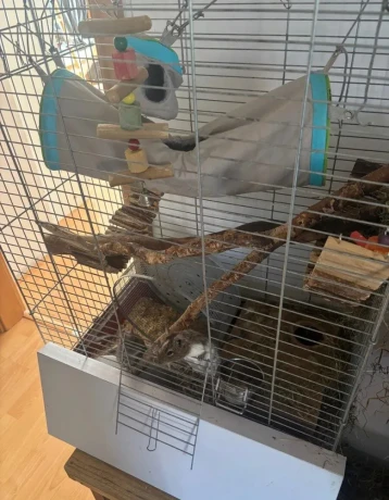 osmak-degu-big-0