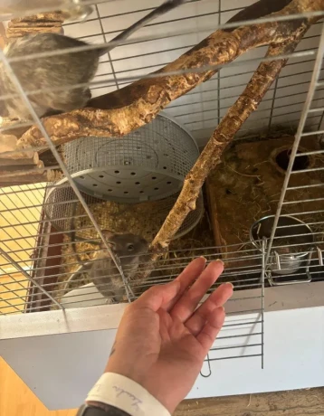 osmak-degu-big-1