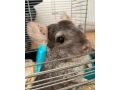 cincila-small-0