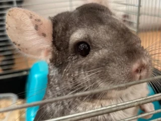 cincila