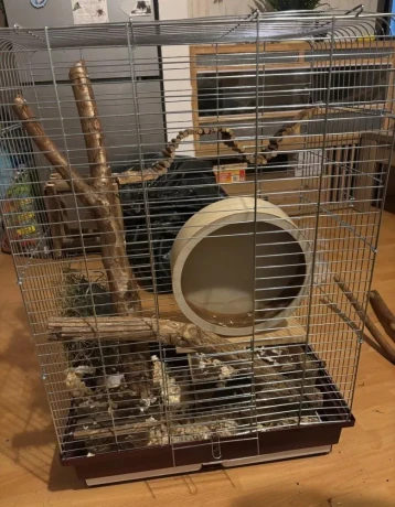 cincila-big-1