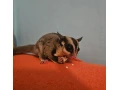 vakovevericka-small-0