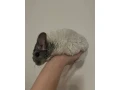 cincili-bratia-na-predaj-small-3