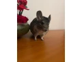 cincili-bratia-na-predaj-small-1