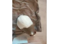 predam-samceka-morskeho-prasiatka-small-2