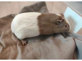 predam-samceka-morskeho-prasiatka-small-1
