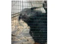 binturong-small-4