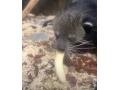 binturong-small-1
