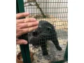 binturong-small-3