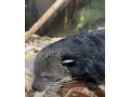 binturong-small-2