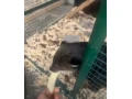 binturong-small-0