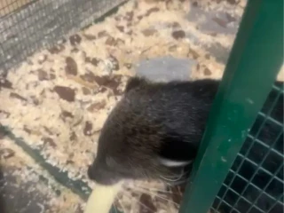binturong