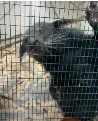 binturong-big-4