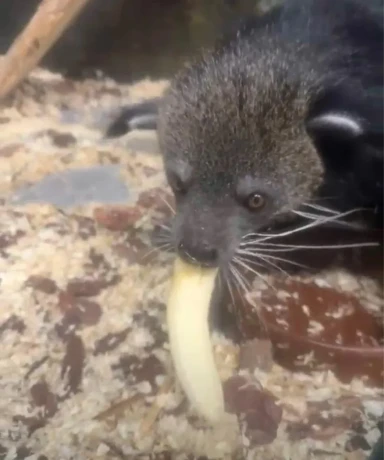binturong-big-1