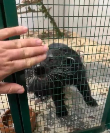 binturong-big-3
