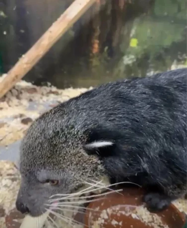 binturong-big-2