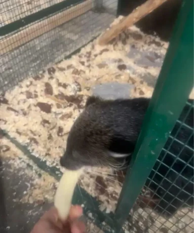 binturong-big-0