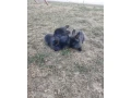 zajacik-barancek-small-1