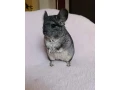 cincilky-samicky-small-4