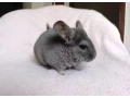 cincilky-samicky-small-1