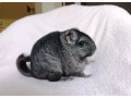 cincilky-samicky-small-2