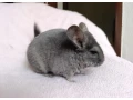 cincilky-samicky-small-0